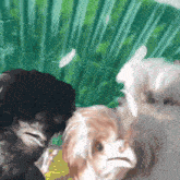 a close up of a dog 's face with feathers flying in the background