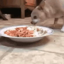 Dog Spaghetti GIF - Dog Spaghetti Coughing GIFs