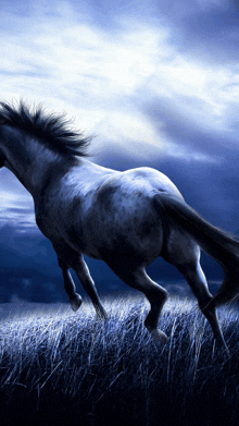Beautiful Black Horse GIF - Beautiful Black Horse GIFs