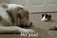 No You No U GIF - No You No U Cat GIFs
