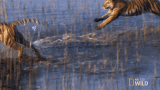 Jumping Tiger Cubs Will Be Cubs GIF - Jumping Tiger Cubs Will Be Cubs Secret Life Of Tigers GIFs