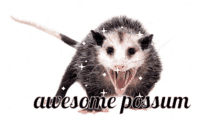 awesome awesome possum possum glitter sparkle
