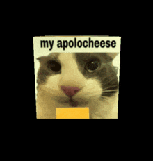 My Apolocheese GIF - My Apolocheese My Apolocheese GIFs