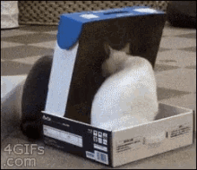 GIF