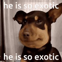 He So Exotic Bee Sting Dog GIF - He So Exotic Bee Sting Dog So Exotic GIFs