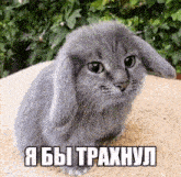 a gray cat with bunny ears is sitting on a rock with a caption in russian
