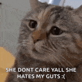Sad Sad Cat GIF - Sad Sad Cat Cat GIFs