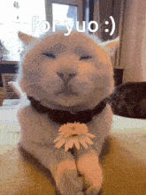 For You Cat Flower GIF - For You Cat Flower Flower Cat GIFs