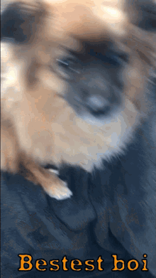 Bestest Boi Puppy GIF - Bestest Boi Puppy Nini GIFs