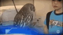 a boy in a blue shirt is looking at an owl on a leash .