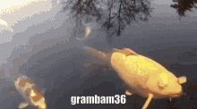Grambam36 Fish GIF