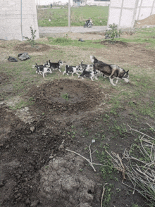 a group of husky puppies are running in the dirt