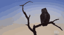 watching sunset great horned owl on the hunt standing still waiting for sunset look at my kingdom
