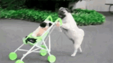 pug baby carriage walking dog