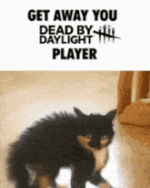 a picture of a cat with the words get away you dead by daylight player on the bottom