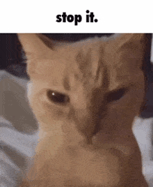 Stop It Cat GIF - Stop It Stop Cat GIFs