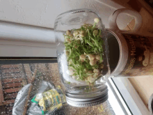 Sprouts Pea Sprouts GIF