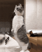a cat standing on its hind legs looking up at something