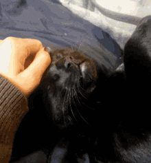 Cat Massage GIF - Cat Massage Love GIFs
