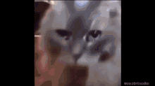 Catpeople Scary Movie GIF - Catpeople Scary Movie Scary Cat GIFs