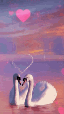 Swan Love GIF