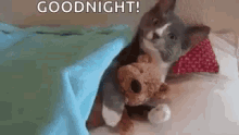 Bed Kitten GIF - Bed Kitten Cat GIFs