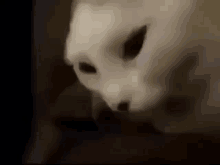 a close up of a white cat 's face with a black background .