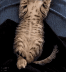 Stretchy Sleepy GIF - Cat Kitten Stretch GIFs