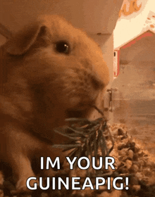 Guinea Pig Eating GIF - Guinea Pig Eating Chewing GIFs