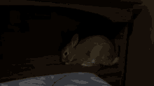 a rabbit is laying on its back on a bed in the dark .
