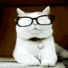 Mogcat 153 GIF - Mogcat Mog 153 GIFs