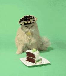 Birthday Cat GIF - Birthday Cat Angrycat GIFs