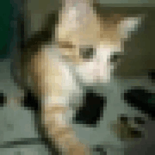Cat Jg Cat GIF - Cat Jg Cat GIFs