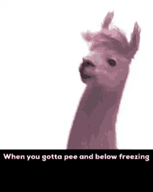 Llama Meme GIF - Llama Meme Funny GIFs