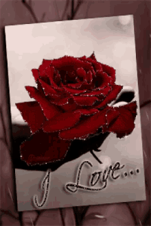 Rose Love GIF - Rose Love GIFs