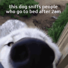 Dog Sniffing Sleep Late GIF - Dog Sniffing Sleep Late GIFs