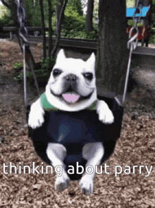 a dog is sitting on a swing with the words thinking about parry written below it