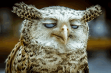 Owl Kitaroalg Owl GIF