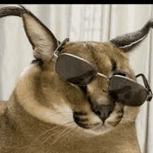 a close up of a cat wearing sunglasses and looking at the camera .