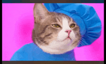 a cat is wearing a blue shirt and a blue hat