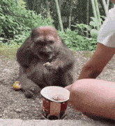 a monkey is sitting next to a cup of food .