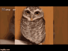 a small owl is sitting on a table and looking at the camera
