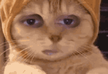 Lively Nutty GIF - Lively Nutty Cat GIFs