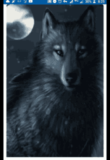Lobo Fox GIF