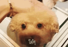 ลูบหัวหมา อ้อน น่ารัก ปลอบ GIF - Patting Dog Head Dag Cute GIFs