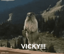 Vicky Screaming GIF - Vicky Screaming GIFs