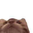 a close up of a cat 's face with its eyes closed on a white background .