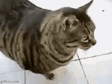 Full GIF - Cat Fat Roll GIFs