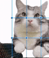 a cat is sitting in a cage with blue lines .