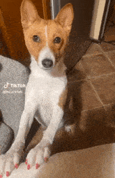 a brown and white dog with red nail polish on its paws is sitting on a chair .